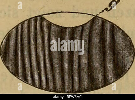 . Il dott. H. G. Bronn's Klassen und Ordnungen der Amphibien wissenschaftlich dargestellt in Wort und Bild. Anfibi. . Si prega di notare che queste immagini vengono estratte dalla pagina sottoposta a scansione di immagini che possono essere state migliorate digitalmente per la leggibilità - Colorazione e aspetto di queste illustrazioni potrebbero non perfettamente assomigliano al lavoro originale. Hoffmann, C. K. (Christian Karl), 1841-1903. Leipzig : C. F. Inverno Foto Stock