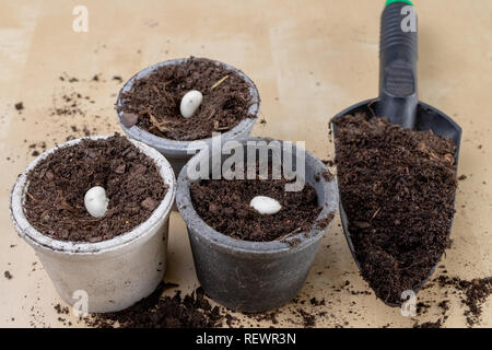 La semina di fagioli in vasi di piccole dimensioni. Lavori di giardinaggio in home condizioni. Sfondo chiaro. Foto Stock