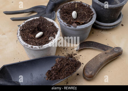 La semina di fagioli in vasi di piccole dimensioni. Lavori di giardinaggio in home condizioni. Sfondo chiaro. Foto Stock