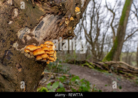 Gambo di velluto funghi sul tronco di albero in un bosco invernale Foto Stock