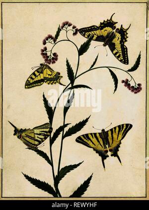 Quattro farfalle sui fiori. Relatore per parere: Paulus Knogh. Dating: 1747 - 1802. Misurazioni: h 276 mm × W 205 mm. Museo: Rijksmuseum Amsterdam. Foto Stock