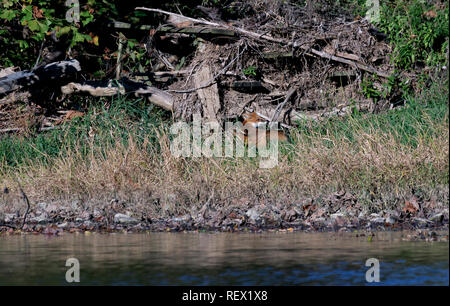 Una volpe rossa ruotando intorno a guardare per un pericolo quando viene spostato lungo la riva del fiume. Foto Stock