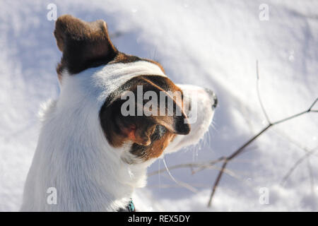Jack Russell Terrier cane nella neve fotografato dall'alto Foto Stock