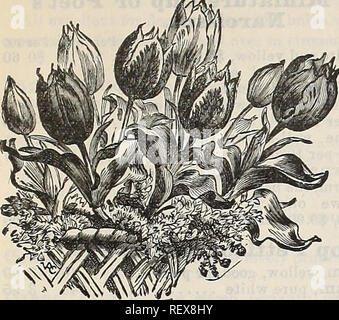 . Dreer all'ingrosso listino prezzi edizione autunno da settembre a dicembre 1900 : fiore seasonable semi vegetali, fertilizzanti, attrezzi, ecc. Lampadine (piante) cataloghi; fiori Semi cataloghi; semi di ortaggi cataloghi; Vivai (orticoltura) Cataloghi. Prezzi all'ingrosso. Unico primi tulipani.. Di seguito è riportato un elenco delle migliori varietà per la forzatura e la biancheria da letto di qualità. Per 100 al 1000 Artus, rosso brillante, un buon forzatore bedder e $0 75 Belle Alliance, scarlatto brillante, uno dei migliori 1 25 Canary Bird, ricco giallo, molto presto 1 40 Chrysolora, di colore giallo intenso, inizio ,. 1 25 Cottage Maid, rosa e bianco 1 25 Foto Stock