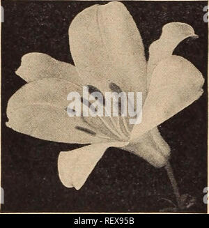 . Dreer del catalogo all'ingrosso per fiorai e giardinieri di mercato : 1942 inverno primavera estate. Lampadine (piante) cataloghi; semi di ortaggi cataloghi; fiori Semi cataloghi; Vivai (orticoltura) cataloghi; attrezzature da giardinaggio e i cataloghi dei materiali di consumo. HENRY A. DREER, Inc. Perenne semi di fiori catalogo all'ingrosso Lathyrus-Hardy pisello dolce appariscente, free-fioritura ardito perenne scalatori per coprire vecchi ceppi, recinti, ecc. Continuamente in fiore; ammenda per il taglio. Tr. pkt. Oz. Latifolius "bianco perla." I migliori white. Yi lb. $2.50 $0 20 0 dollari 75 Rosa bellezza. Rosy rosa. % Lb. $2.50... 20 75 letto. R Foto Stock