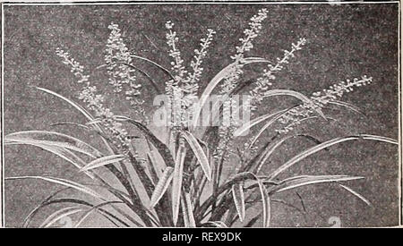 . Dreer del catalogo all'ingrosso per fiorai e giardinieri di mercato : 1940 inverno primavera estate. Lampadine (piante) cataloghi; semi di ortaggi cataloghi; fiori Semi cataloghi; Vivai (orticoltura) cataloghi; attrezzature da giardinaggio e i cataloghi dei materiali di consumo. Gerbera Gerbera Jamesoni Jamesoni Transvaal o Barberton Daisy una splendida selezione di $5.00 per doz.; $40.00 per Don'BLE-Plowering' ibridi. colori misti. 3 pollici pentole, 100. Sreer è fattibile medaglia d oro del ceppo, un magnifico fiore gigante typ", in una splendida gamma di colori. Mix- ture soltanto. 3 pollici pentole $7.50 per doz.; $60.00 per 100. Sinffle-Plowerm Foto Stock