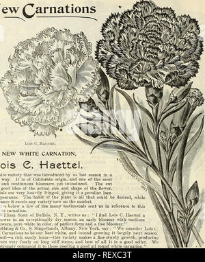 . Dreer trimestrale del listino all'ingrosso di sementi, piante &amp;c. : Inverno edizione gennaio 1895 marzo. Lampadine (piante) cataloghi; fiori Semi cataloghi; semi di ortaggi cataloghi; attrezzature da giardinaggio e fornisce cataloghi; Vivai (orticoltura) Cataloghi. 24 DREER ALL'INGROSSO LISTINO PREZZI. Nuovo (^arnations. Nuovo garofano bianco, Lois C Haettel. Una varietà bianca che è stata introdotta da noi la scorsa stagione in modo limitato. È di origine della California, e uno dei più prolifici e bloomers continua ancora introdotto. Il taglio dà una buona idea della reale dimensione e forma del fiore. I petali sono ve Foto Stock