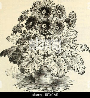 . Dreer trimestrale del commercio all'ingrosso listino prezzi : edizione autunnale, Settembre 1895 Dicembre. Lampadine (piante) cataloghi; fiori Semi cataloghi; Vivai (orticoltura) Cataloghi. DREERS PREZZI ALL'INGROSSO. 19. PRIMULA SINENSIS FIMBEIATA. Primula Sinensis Fimbriata. (Frange CHINESE PK1MKOSK.) il nostro seme è come di consueto dalle più belle collezioni in Europa. •&Gt;- pkts. 60 cts. Pkt di commercio. Singola bianco sfrangiato $1 00 monoposto rossa orlata. ... 1 migliori misto, Friuged . Punctata Blegantissima. Crimson, spot- ted white Xermesina Splendens. Crimson, Yellow eye Alba Magniflca. I migliori bianco puro, con luminosi yello Foto Stock