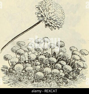. Dreer trimestrale del commercio all'ingrosso listino prezzi : edizione autunnale, Settembre 1895 Dicembre. Lampadine (piante) cataloghi; fiori Semi cataloghi; Vivai (orticoltura) Cataloghi. 18 DREER ALL'INGROSSO LISTINO PREZZI. Daisy. (BELLIS PERENNIS.) Commercio pkt. Per oz. Daisy, Doppio Misto 4 30 00 -doppia bianca 30 5 00 -Longfellow. Doppia grande con rosa... 30 4 50 -Quilled doppio misto. Molto double quilled petali, il bianco e il rosso misto 50 Dracaena Indivisa 25 2 00 " " Lineata 50 4 00 Australis 50 2 00 Mignonette.. Docble Daisy. Geranio. Apple-Scented. (Trne.) Questo fragrante varietà preferite possono essere coltivate esclusivamente da Foto Stock