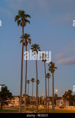 Una linea di palme in St Kilda's Catani giardini al tramonto. Foto Stock