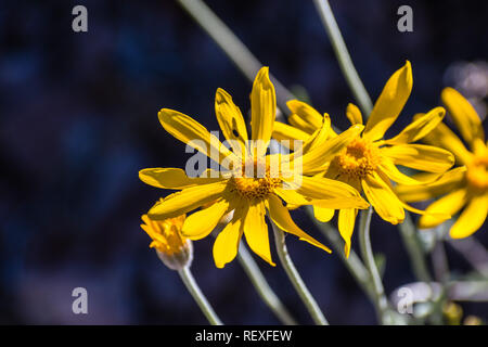 Comune di girasole di lana (Eriophyllum lanatum) fiori selvatici in fiore nel Siskiyou County, California Foto Stock
