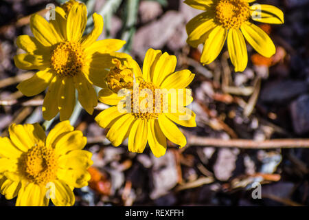 Comune di girasole di lana (Eriophyllum lanatum) fiori selvatici in fiore nel Siskiyou County, California Foto Stock