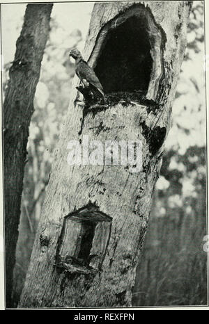 . L'Emu. Uccelli -- periodici; uccelli -- Australasia periodici. L'EMU. Vol. XXII. Piastra XXXVI. Nido e i giovani di colore rosso-winged Parrot {Aprosmictus erythropterus). Foto, da W. McLennan, R.A.O.U.. Si prega di notare che queste immagini vengono estratte dalla pagina sottoposta a scansione di immagini che possono essere state migliorate digitalmente per la leggibilità - Colorazione e aspetto di queste illustrazioni potrebbero non perfettamente assomigliano al lavoro originale. Australasian ornitologi' Unione; Royal Australasian ornitologi' Unione. Melbourne : Australasian ornitologi' unione Foto Stock