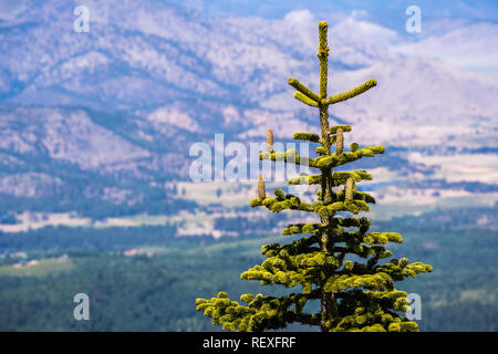 La parte superiore di un Silvertip Fir (Abies magnifica) albero con nuovi coni; sfocato valle in background; Siskiyou County, California settentrionale Foto Stock