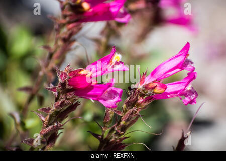 Close up di orgoglio di montagna (Penstemon newberryi) fiori selvatici in fiore nel Siskiyou County, California settentrionale Foto Stock