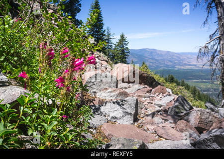 Orgoglio di montagna (Penstemon newberryi) fiori selvatici crescente sul lato di un sentiero escursionistico, Siskiyou County, California settentrionale Foto Stock