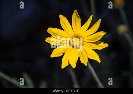 Comune di girasole di lana (Eriophyllum lanatum) di fiori selvaggi che fiorisce in Siskiyou County, California Foto Stock