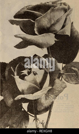 . Dreer all'ingrosso listino prezzi / Henry A. Dreer.. Catalogo di vivaio. Rosa Tea, William R. SMITH ibrido rosa perpetua Sweet Brier Rose. perioo Refulgence (nuovo) $30 00 Anne di Qelerstein 30 00 Brenda 30 00 Signore Penzance 30 00 Meg Merlllles 30 00 Dolce comune radica o Eglantine 20 CO Arrampicata e Rambler Rose. American pilastro 25 00 Climbing Kalserin Augusta Victoria 30 00 Dr Van Fleet 30 00 Excelsa 25 00 Qlolre de Dijon 30 00 Hiawatha 25 00 Marechal nellâ 30 00 Paolo Carmine pilastro 50 00 Relne Marie Henrlette 30 00 nastro luna 50 00 White Dorothy 25 00 W. A. Richardson 30 00 Banksla bianco 25 Foto Stock