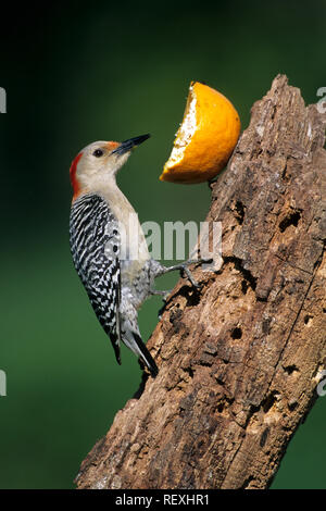 01196-021.18 rosso-Picchio panciuto ( Melanerpes carolinus) femmina mangiare arancione, Marion Co. IL Foto Stock