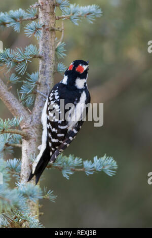 01210-01217 Picchio Peloso (Picoides villosus) maschio su Blu Atlas Cedar Marion Co. IL Foto Stock