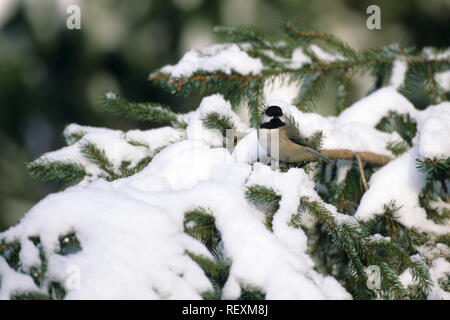 01299-01513 Carolina Luisa (Poecile carolinensis) in inverno, Marion Co. IL Foto Stock