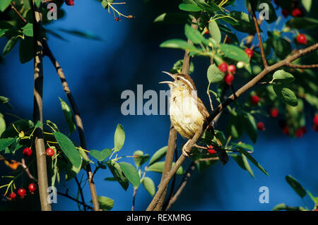 01323-00802 Carolina Wren (Thryothorus ludovicianus) cantare in Shadblow Serviceberry bush (Amelanchier canadensis) IL Foto Stock