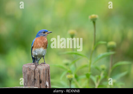 01377-18008 Orientale (Bluebird Sialia sialis) maschio nel giardino fiorito, Marion Co., IL Foto Stock