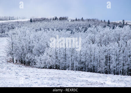 Freddo estremo di prateria vista nella fascia pedemontana dopo una nevicata fresca. Foto Stock