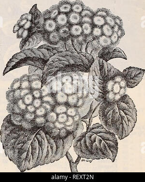 . Dreer trimestrale del listino all'ingrosso di affidabilità di semi, piante, lampadine &amp;c. Lampadine (piante) cataloghi; fiori Semi cataloghi; semi di ortaggi cataloghi; Vivai (orticoltura) Cataloghi. ACALYPHA SaNDERI. Acacia Armata. Un grazioso a fioritura primaverile varietà che produce i suoi fiori in teste globulari dal axils del fogliame in una maniera tale da avviluppare completamente la pianta in un gradevole luce gialla ; un ottimo impianto per la Pasqua forc- ing, riuscendo sotto la stessa cultura come le azalee. Una bella partita di folte piante. 12 a 15 pollici ad alta ; 5 pollici di pentole, 50 centesimi ciascuna ; $5.00 per fare Foto Stock