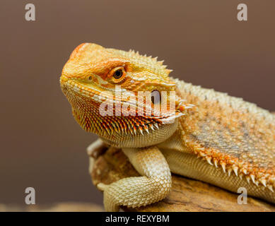 Close up di un barbuto lizard, tipica del rettile dal deserto australiano Foto Stock