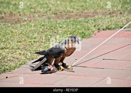 La Australian Hobby Falcon è un piccolo raptor chi può essere il treno per la cattura di un lore Foto Stock