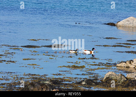 Shelducks comune (Tadorna tadorna). Coppia di allevamento, con sei recentemente a tratteggio, precocial, nidifugous giovani o anatroccoli. La costa dell'isola di Iona. Scozia.​ Foto Stock