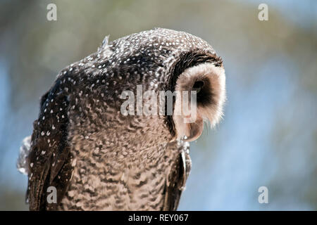 Si tratta di una chiusura di un gufo mascherato Foto Stock