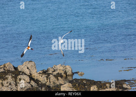 Shelduck (Tadorna tadorna), maschio, perseguendo le aringhe gabbiano (Larus argentatus), che è stato minacciando una covata di shelduckli​ngs, recentemente tratteggiata. Foto Stock