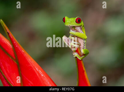 Con gli occhi rossi raganella in Costa Rica Foto Stock