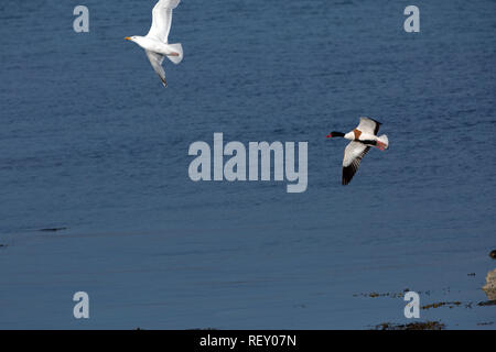 ​Shelduck (Tadorna tadorna), perseguendo le aringhe gabbiano (Larus argentatus), che è stato minacciando una covata di shelducklings, recentemente tratteggiata. Foto Stock