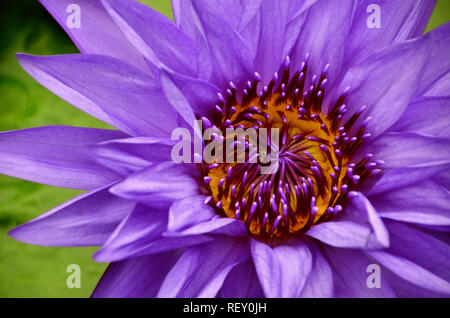 Violetta lotus acqua lilly in un stagno Foto Stock