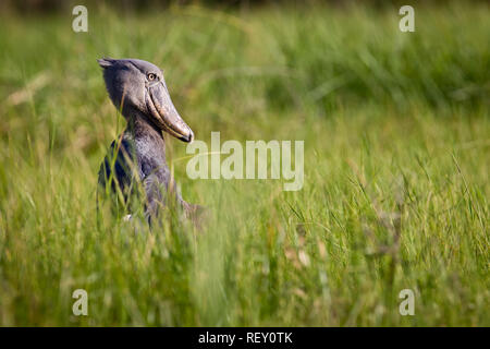 La Bangweulu Zone umide in Zambia è uno dei luoghi migliori per cercare Shoebill selvatico (Balaeniceps rex). Foto Stock