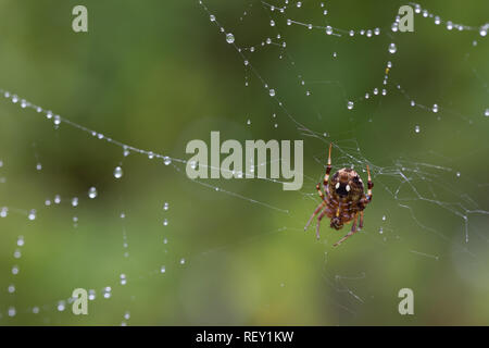 Un ragno posatoi sulla sua rugiada web coperto contro uno sfondo verde nella foresta costiera di Richards Bay, KwaZulu-Natal, in Sudafrica. Foto Stock