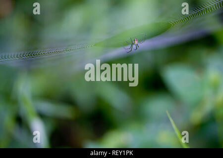 Un verde spider attende sul suo web contro uno sfondo verde di sottobosco nella foresta costiera di Richards Bay, KwaZulu-Natal, in Sudafrica. Foto Stock