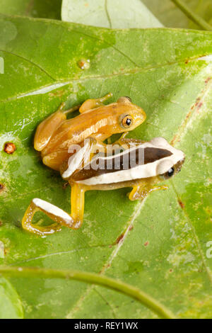 Un Natale a foglia rana di piegatura, Afrixalus spinifrons, superiore, si siede con una maggiore foglia-rana di piegatura, Afrixalus fornasini, inferiore Richards Bay, Sud Africa Foto Stock