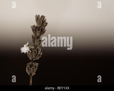 Piante di lavanda succursale in uno sfondo scuro con un fiocco di neve su di esso. Un altro piccolo ramo visibile. Foto Stock