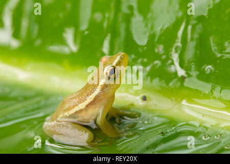 Una specie gravemente minacciate Pickersgill Reed della rana, Hyperolius pickersgilli, posatoi su una foglia vicino a Richards Bay, KwaZulu-Natal, in Sudafrica. Foto Stock