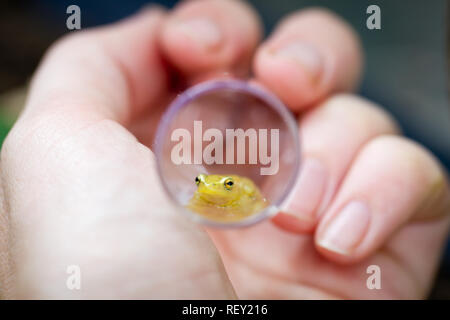 Un herpetologist esamina una specie gravemente minacciate Pickersgill Reed della rana, Hyperolius pickersgilli, all'interno di un tubo per campione, Richards Bay, KwaZulu-Natal Foto Stock