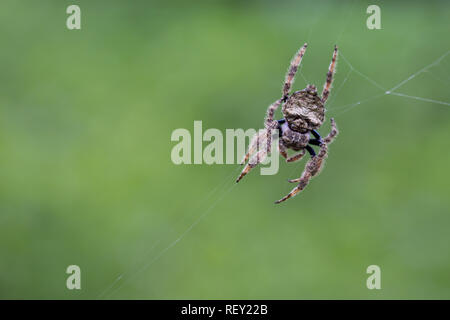 Un ragno peloso tesse un velo contro uno sfondo verde nella foresta costiera di Richards Bay, KwaZulu-Natal, in Sudafrica. Foto Stock