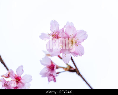 Bellissimi fiori di ciliegio sakura tree fiorire in primavera isolato su sfondo bianco, copia spazio, vicino. Foto Stock