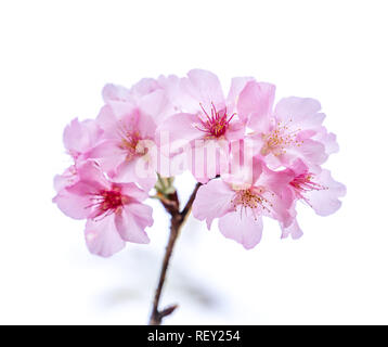 Bellissimi fiori di ciliegio sakura tree fiorire in primavera isolato su sfondo bianco, copia spazio, vicino. Foto Stock