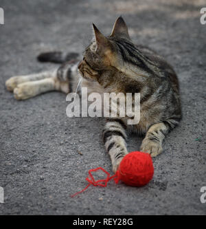 Giovani gattino grigio giocando con un rosso palla lana sull'asfalto, giorno di estate Foto Stock