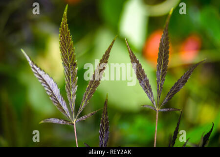 Weed Cannabis leaf isolato su sfondo sfocato. Fotografia macro di marijuana medica impianto Foto Stock