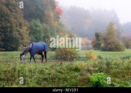 Pedigree cavallo con la casacca mangiare erba, circondato da foggy autunno alberi e natura Foto Stock